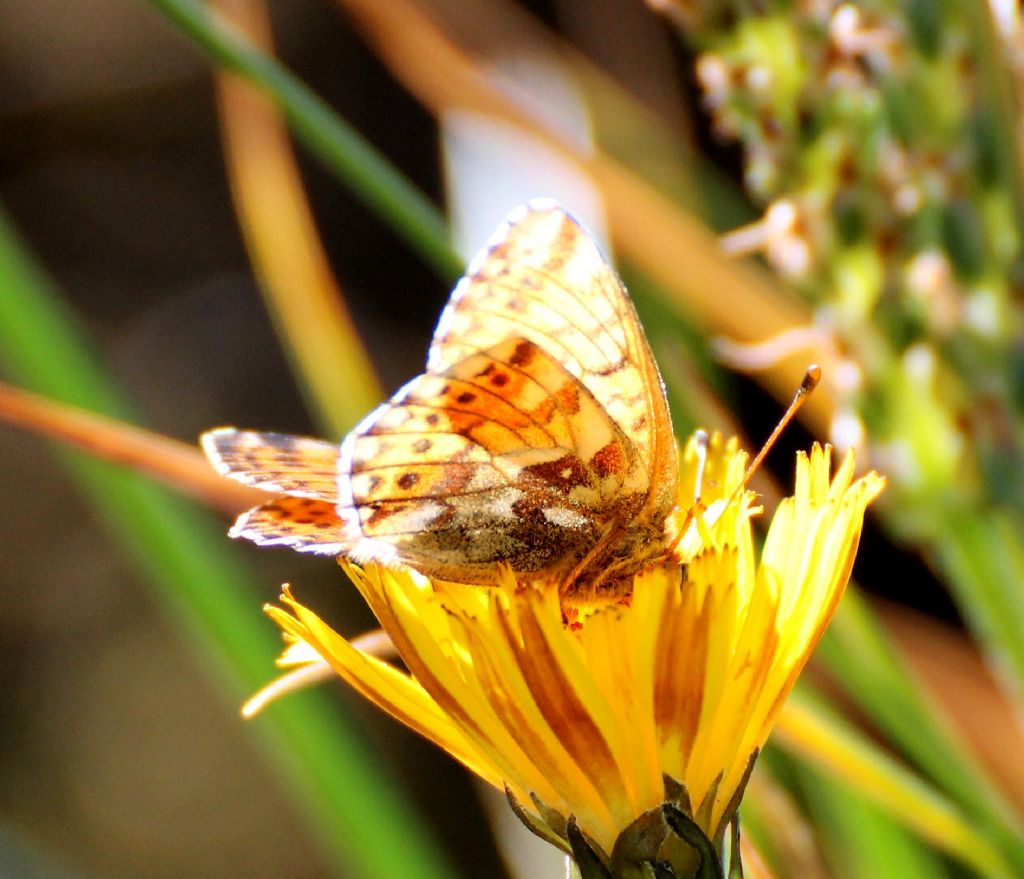 Boloria sp., pales o napaea